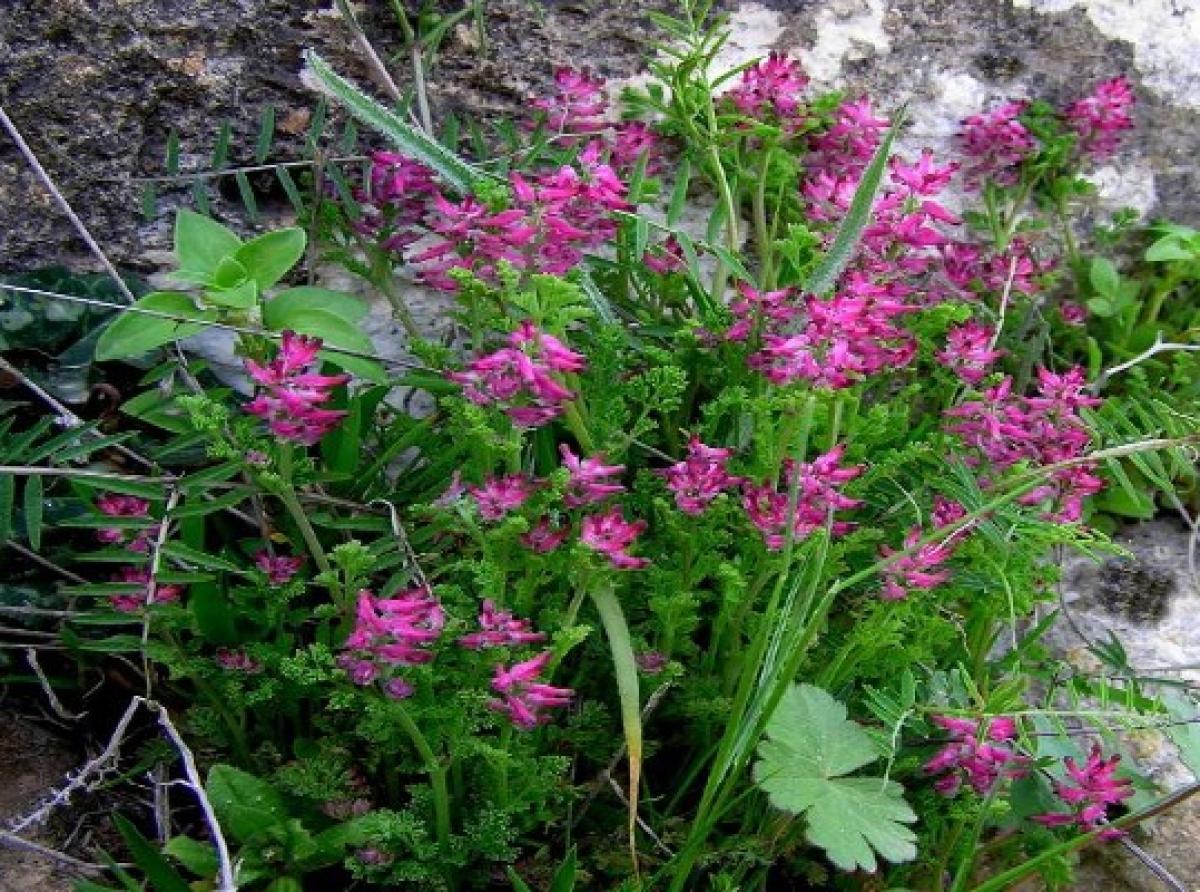 ,اسوه, موسسه, فرهنگی, قرآن, عترت, اسوه تهران